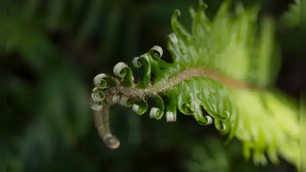 Científicos descubren que una de las especies más antiguas de la Tierra puede evolucionar 'hacia atrás'