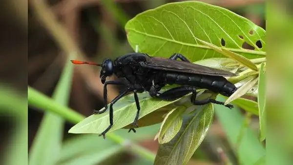 En estos 3 países de Sudamérica se encuentra la mosca más grande del mundo: mide 7 centímetros