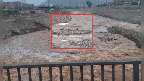 ¡Urgente! Dos perritos permanecen atrapados por 3 días en el río Rimac: vecinos piden ayuda para rescatarlos