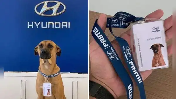 La historia del perrito callejero que fue adoptado por agencia de autos y ‘trabaja’ como asesor comercial