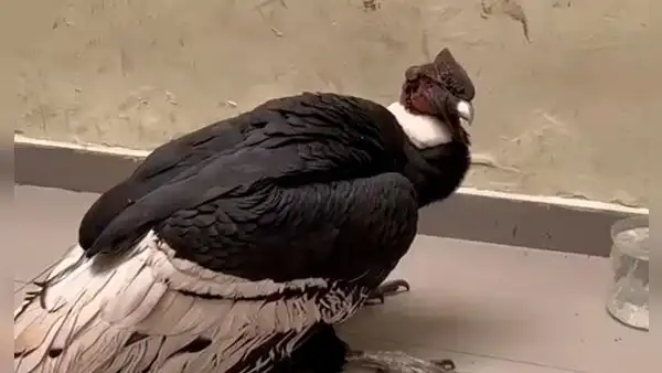 Mujer encontró un cóndor andino en el patio de su casa en Chosica: animal fue trasladado a la comisaría del distrito