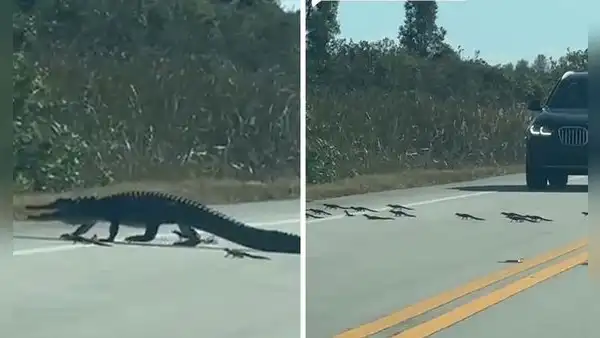 Captan a ‘mamá’ cocodrilo cruzando la carretera con sus crías y tierna escena es viral: “La familia Lacoste”