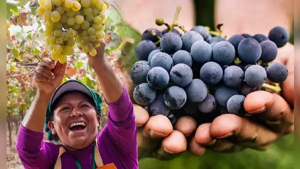 El país de América Latina que más uva exporta en el mundo y superó a China: Estados Unidos fue su principal mercado