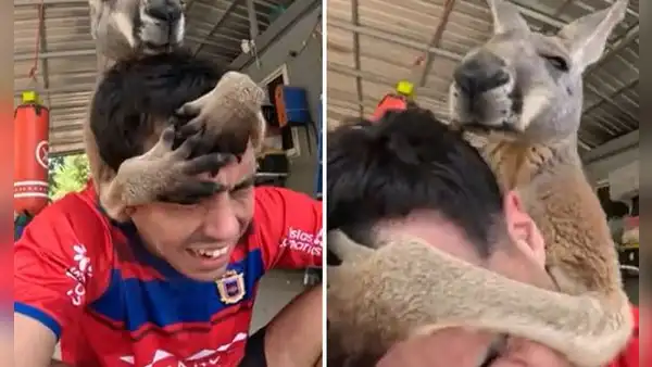 Influencer se acerca a un canguro para un masaje y resultado es viral: “Mataleón incluido”