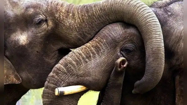 Muere joven turista española al ser atacada por un elefante mientras le daba un baño en Tailandia