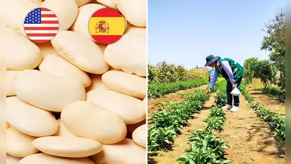 Pallar, el superalimento peruano que conquista los mercados de EE. UU. y España: se vendió por más de 2 millones de dólares