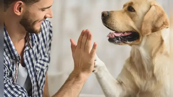 Investigadores de Harvard revelan el impacto positivo de las mascotas transformando la salud emocional de las personas