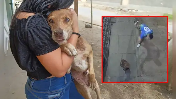 Sujeto agrede violentamente a perrito que esperaba a su dueña en su trabajo: cámaras captaron ataque en Piura