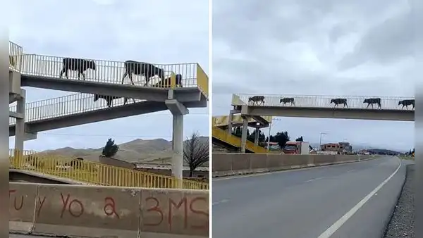 Vacas sorprenden al usar puente peatonal para cruzar la carretera y usuarios bromean: “Son civilizadas”