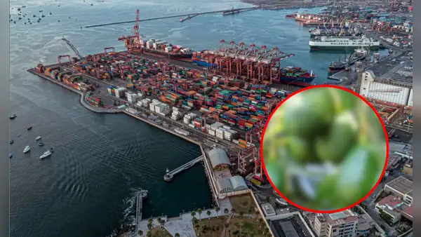 La nueva fruta peruana que es deseada en China y se envía desde este importante puerto marítimo ubicado en Sudamérica