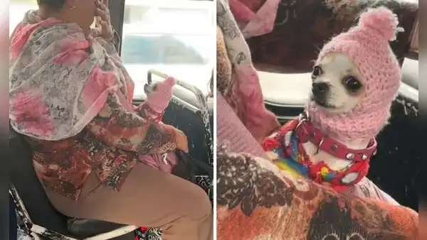Mujer tejió creativo gorro para su chihuahua y es toda una sensación en redes: “¡Qué ternura!”