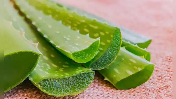 10 beneficios de la sábila: ¿qué es, para qué sirve y cómo se prepara?