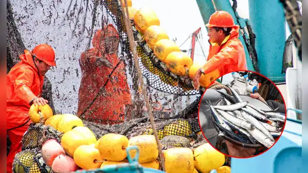 Produce cierra temporada de pesca de anchoveta para proteger su reproducción
