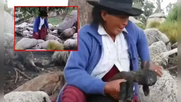 Pareja de ancianos en Ayacucho lo perdieron todo por el trágico impacto de un rayo: mató a sus 50 ovejas