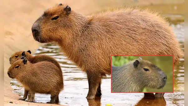 ¿Por qué los capibaras no pueden ser considerados como mascotas? Tres datos esenciales sobre este gran roedor