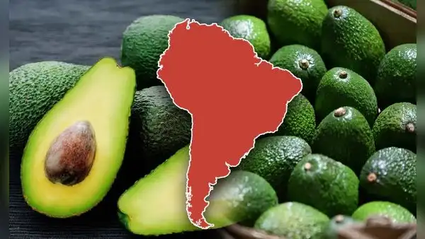 El país de Sudamérica que conquistó a China con su palta y superó a Chile: exportó 50.000 toneladas de "oro verde"