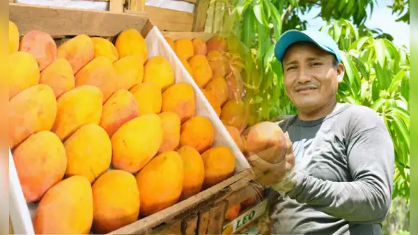 ¿El precio del mango seguirá bajando tras caer a S/0,20 el kilo? Esto dice el Midagri sobre lo que pasará con la fruta en los próximos meses