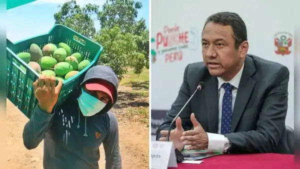 Conveagro rechaza propuesta del Midagri de suspender siembra de mangos por tres años