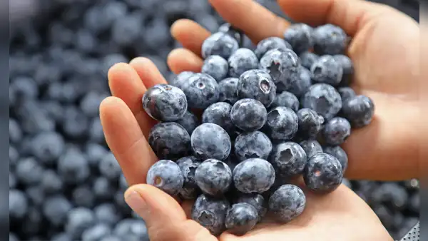 10 beneficios de los arándanos: ¿para qué sirve y cuáles son sus propiedades?
