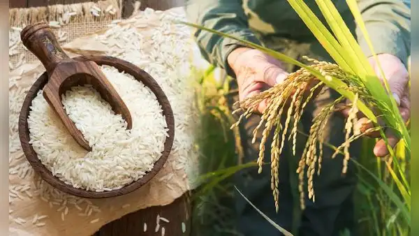 Científicos chinos crean un arroz que sobrevive en suelos extremos: hallazgo que podría salvar la agricultura