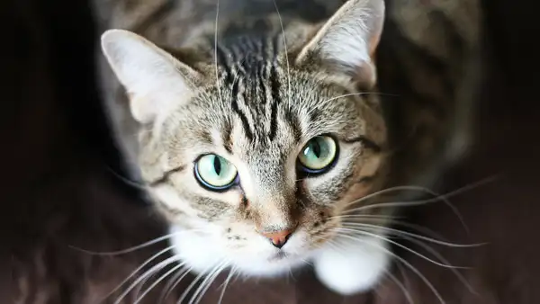 Estudio científico revela un truco fácil para lograr comunicarse con los gatos