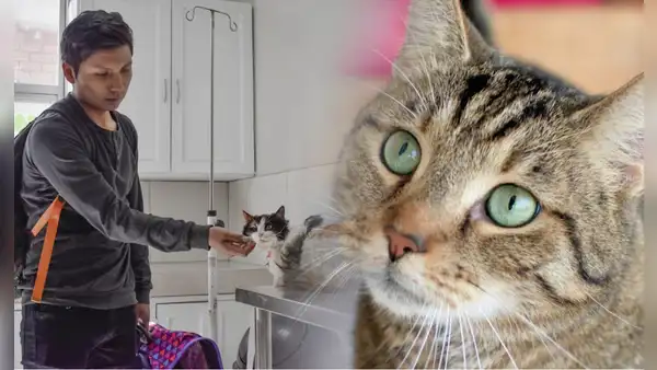 ¿Cuánto tiempo demora un gato en olvidar a sus dueños? Esto debes saber sobre los mininos