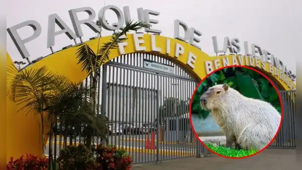 Entradas gratis al Parque de las Leyendas y celebración del ‘Capibara Fest’: conoce la fecha y los requisitos
