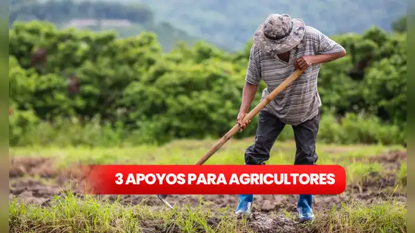 Claudia Sheinbaum anuncia 3 nuevos apoyos para agricultores en 2025: conoce cuáles son para postular