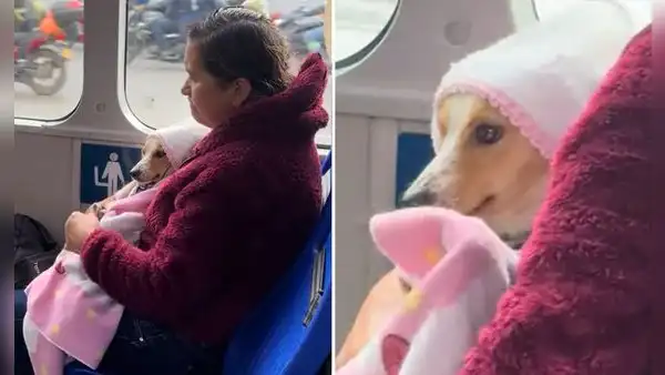 Mujer enternece en bus al abrigar a su pequeño perrito como si fuera un bebé: “La bendición”