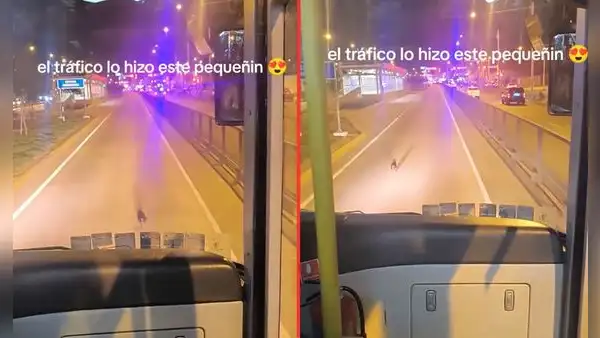 Perrito genera tráfico en el carril del Metropolitano en Comas y en redes dicen: "¿Cómo le explico esto a mi jefe?"