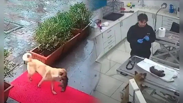 Perrita callejera sorprende al llevar a su cachorro al veterinario para salvarlo de hipotermia
