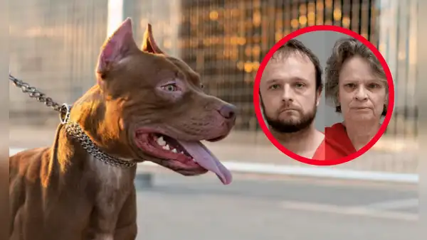 Pitbulls drogados con cocaína asesinan a mujer de 73 años en Estados Unidos: dueños fueron condenados por homicidio involuntario