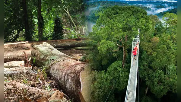 El país de América Latina que logró vencer la deforestación: casi el 60% de su territorio está cubierto por bosques