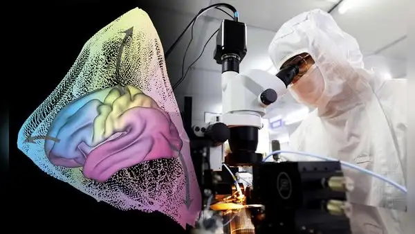 Científicos chinos descubren tres "autopistas ocultas" en el cerebro que explican cómo pensamos y aprendemos