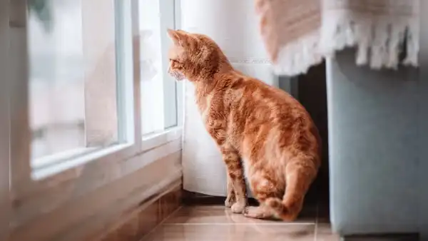 ¿Cuánto tiempo puede estar solo un gato en casa? Esto dice un veterinario experto