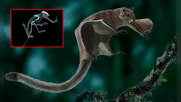 Científicos descubren una antigua ardilla voladora gigante en Estados Unidos: solo se tenía registro de esta especie en Asia y Europa