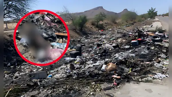 Hallan más de 70 cuerpos de gatos y perros muertos por envenenamiento en Hermosillo, México: algunos cadáveres estaban quemados