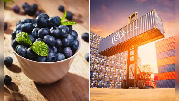 Perú domina el mercado internacional del arándano: exportaciones del 'oro azul' sumaron US$2.270 millones en 2024