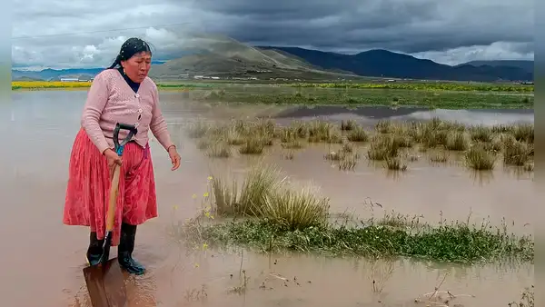 Lluvias inundan carreteras y sembríos de pan llevar en Puno: viven en medio del agua