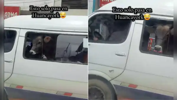 ¡Insólito! Captan un toro viajando dentro de un micro en Huancayo y se vuelve viral