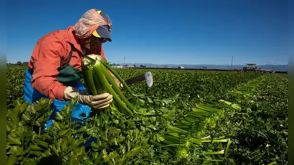 Deportaciones masivas de Trump y su impacto en la agricultura: los estados más afectados por la escasez de mano de obra en EEUU