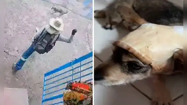 Repartidor que golpeó con una vara metálica a la perrita Laica es sentenciado a 1 año y 6 meses de prisión suspendida