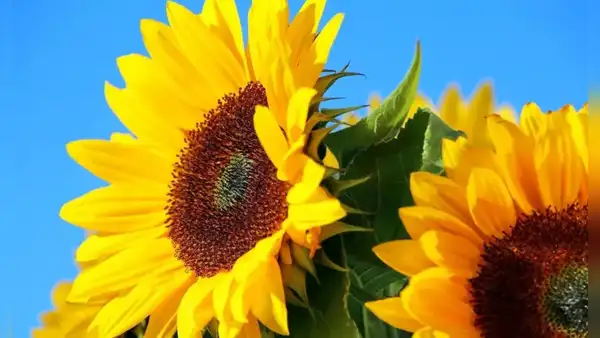 ¿Cuál es la canción que dio origen a la tradición de regalar flores amarillas el 21 de marzo?