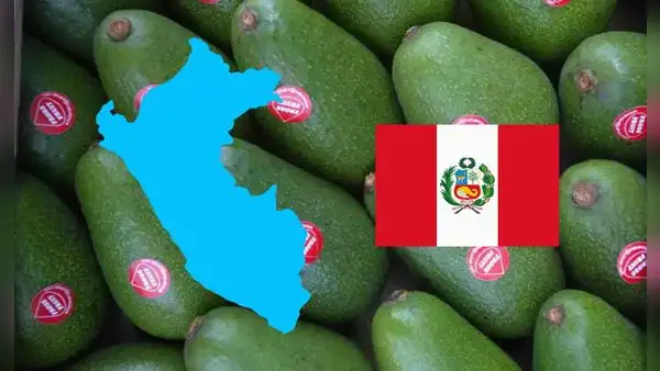 Perú busca superar a este país como el principal productor de palta en el mundo: crece demanda del 'oro verde' en China y más