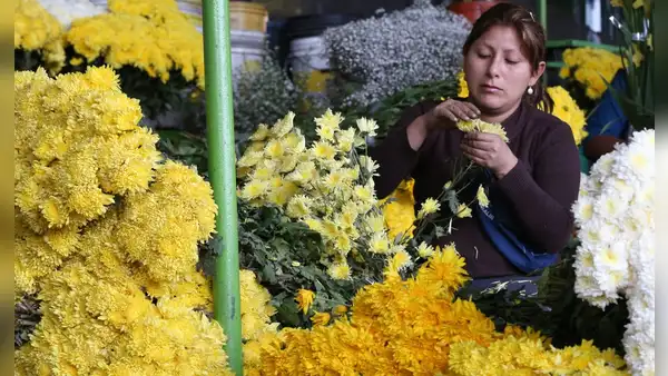 ¿Cuándo se dan las flores amarillas, por qué y en qué países de América Latina se celebra esta tradición?
