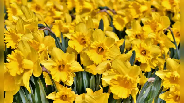 Regalar flores amarillas hoy 21 de marzo: ¿qué hay detrás de esta tendencia?