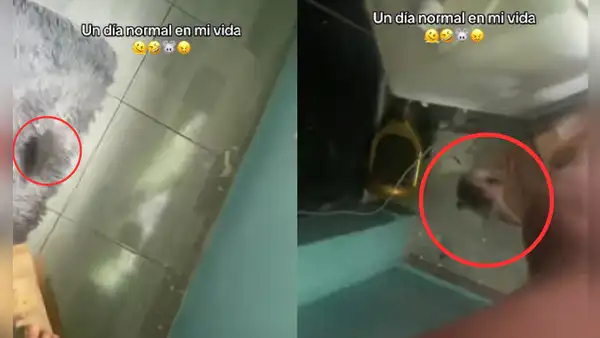 Rata se sube a la pierna de una mujer mientras intentaba espantarla y el video se hace viral: "Hasta yo me asusté"