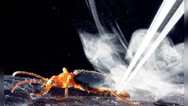 El insecto que dispara ácido a 100 °C: puede causar ceguera con un solo disparo y lanzar hasta 20 ataques en segundos