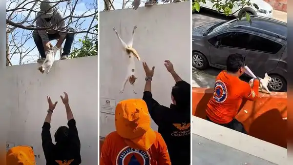 Rescatan a gatito de árbol, pero acción termina de forma inesperada: “¿Cuántas vidas perdió?”