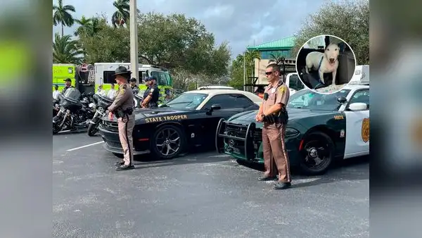 Florida aprueba la 'Ley Trooper': protección para los animales en desastres naturales